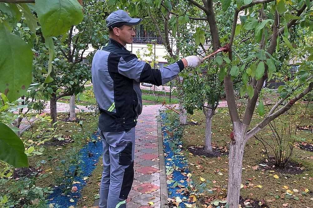 Обработка плодовых деревьев и кустарников весной в саду от вредителей: чем опрыскивать деревья