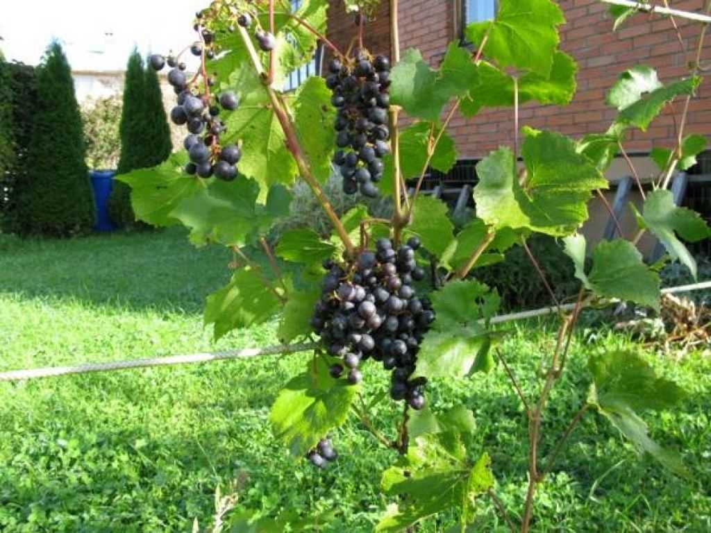 Виноград загадка шарова: характеристика сорта и особенности выращивания