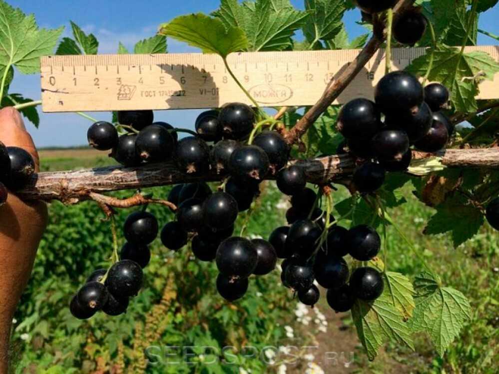Сорта черной смородины, в том числе крупноплодной, а также какие лучше выбрать для выращивания в подмосковье, украине, беларуси, сибири, черноземье и в других регионах