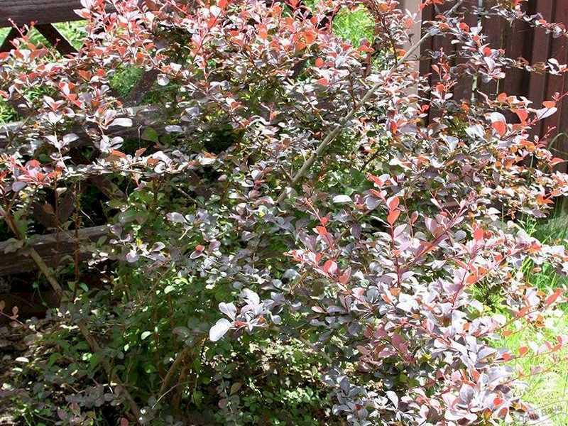Барбарис оттавский суперба — неприхотливый, быстрорастущий кустарник с красными листьями