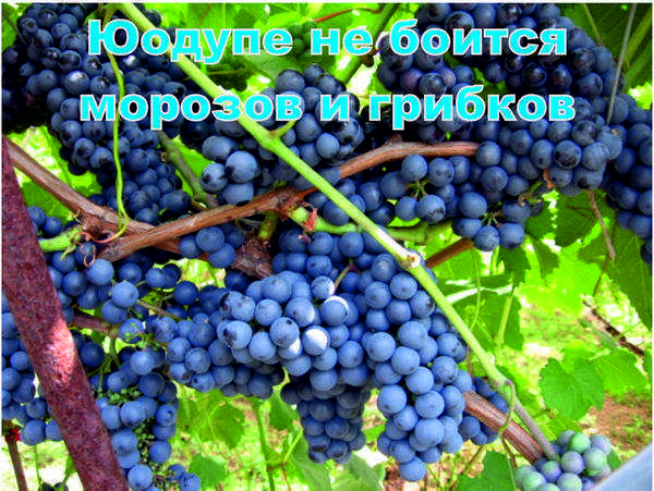 Виноград амурский - описание сорта, фото, отзывы