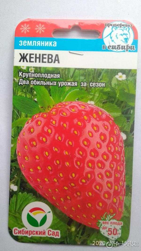 Описание клубники сорта «женева» — ягоды с великолепным ароматом и высокой урожайностью