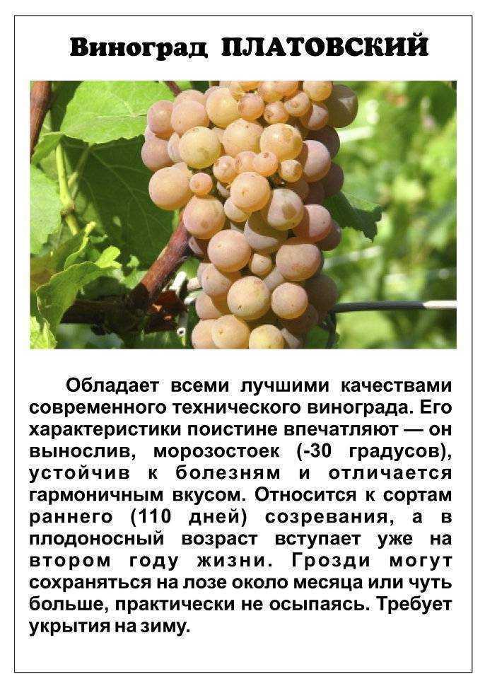 Платовский сорт винограда: как вырастить?