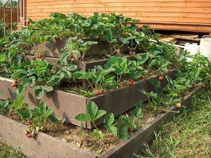 Как можно выращивать клубнику на маленькой площади - сад и огород