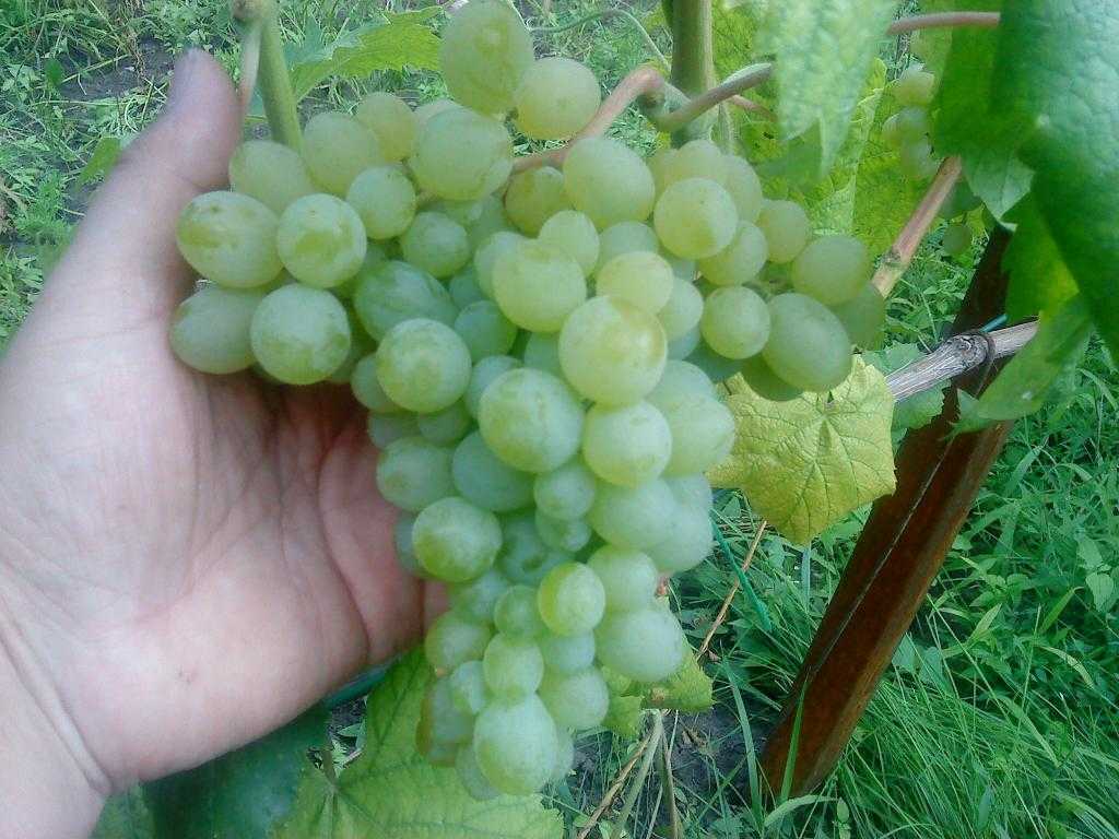 Виноград элегант: описание и характеристики, история селекции сорта и выращивание