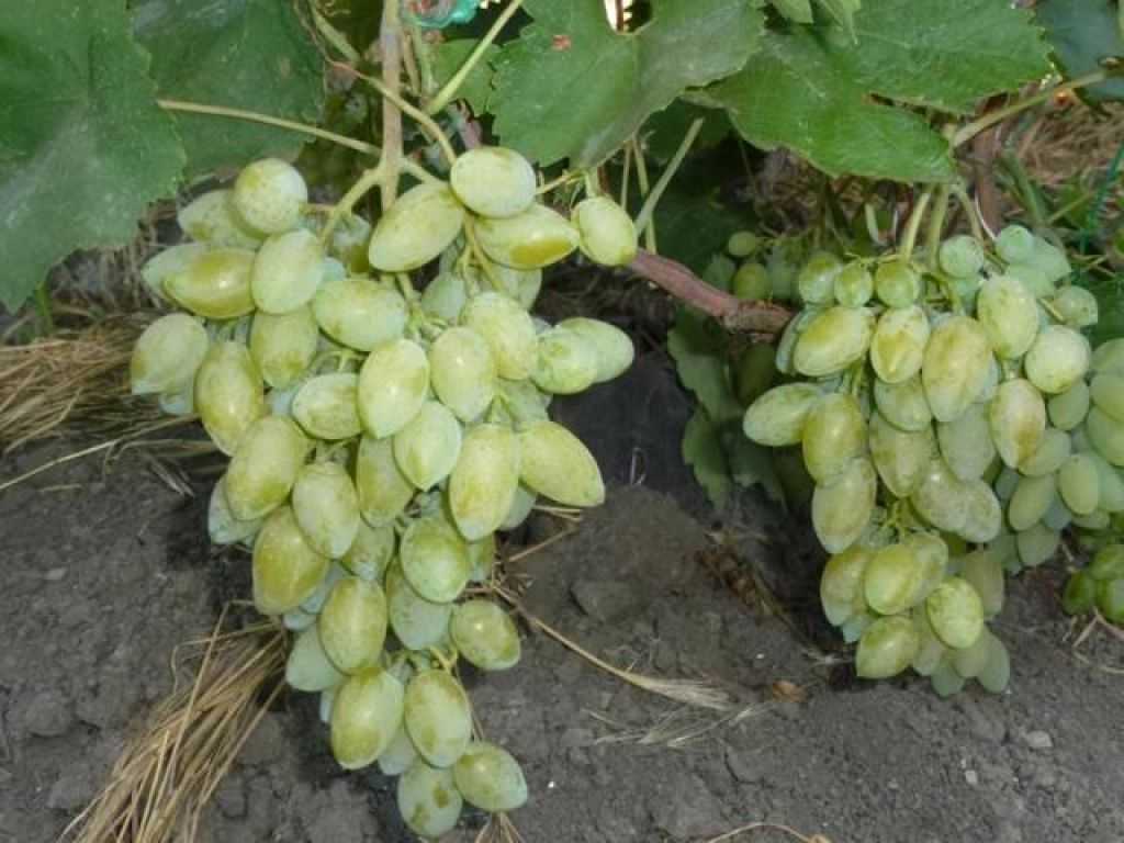 Виноград Тимур: описание сорта, фото, отзывы. Достоинства и недостатки, рекомендации по выращиванию, обрезке и уходу.