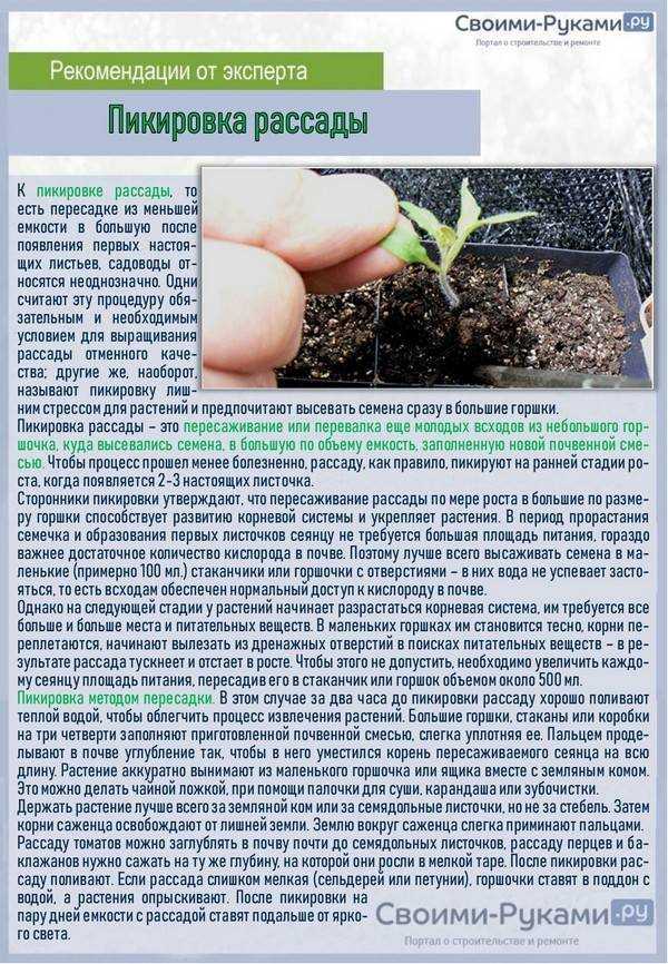 Сельдерей: выращивание на огороде и подоконнике