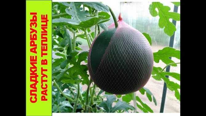 Сорта арбузов для сибири: выращивание в открытом грунте