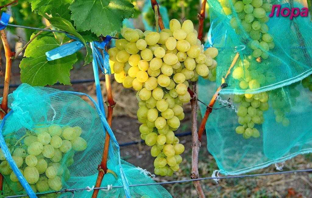 Выращивание и уход за виноградом сорта тукай, преимущества и недостатки