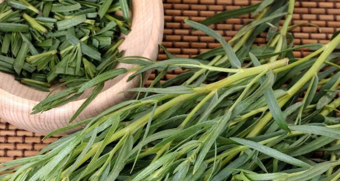 Трава тархун (эстрагон): полезные свойства, противопоказания, применение