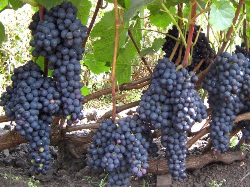 Виноград "фурор": описание сорта, фото, отзывы