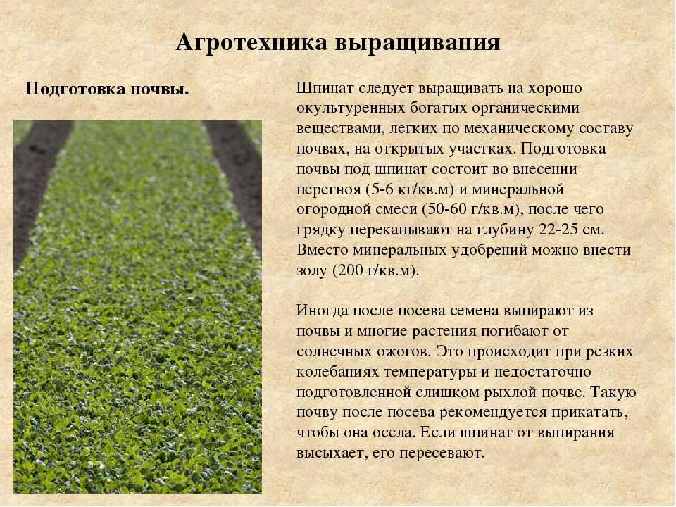 Как сажать шпинат в открытый грунт семенами и рассадой: когда правильно сеять – весной или нет, нужно ли замачивать, как выбрать лучший сорт для участка? русский фермер