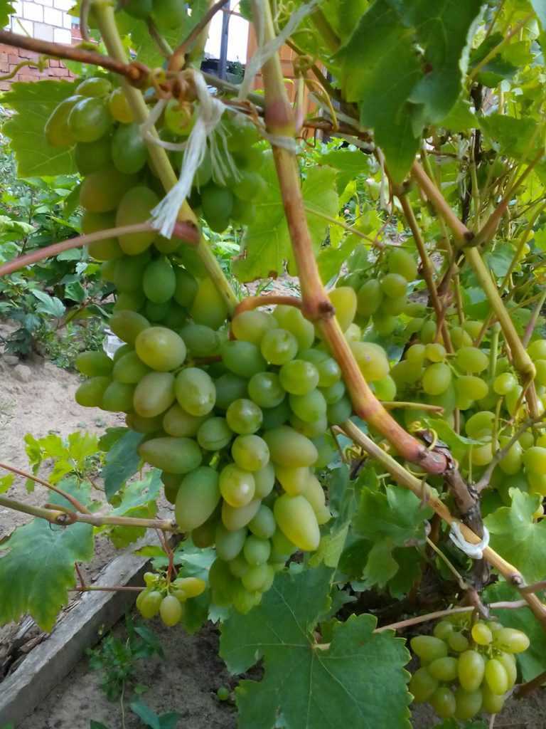 Виноград элегант сверхранний: описание сорта, требования к выращиванию