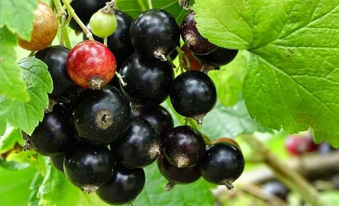 42 сорта черной смородины, устойчивые к почковому клещу и мучнистой росе, к болезням и вредителям