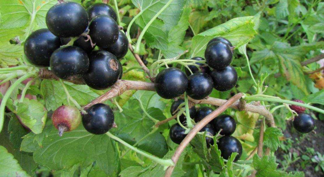 Смородина черная пигмей: отзывы, фото, описание сорта, выращивание, посадка и уход