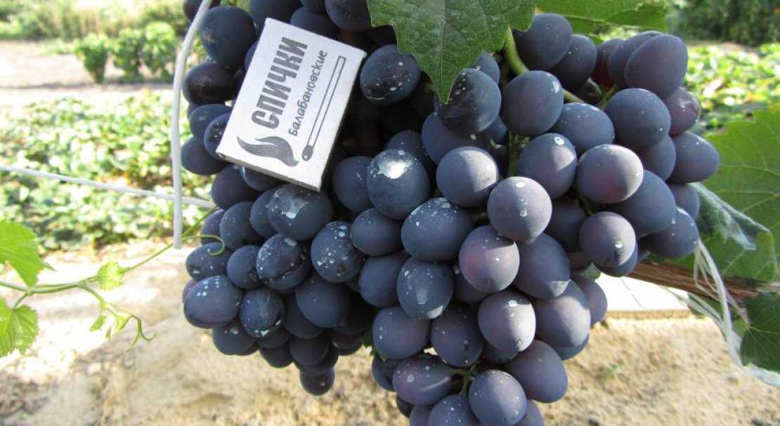 Виноград кристалл: описание сорта и характеристика, посадка и уход