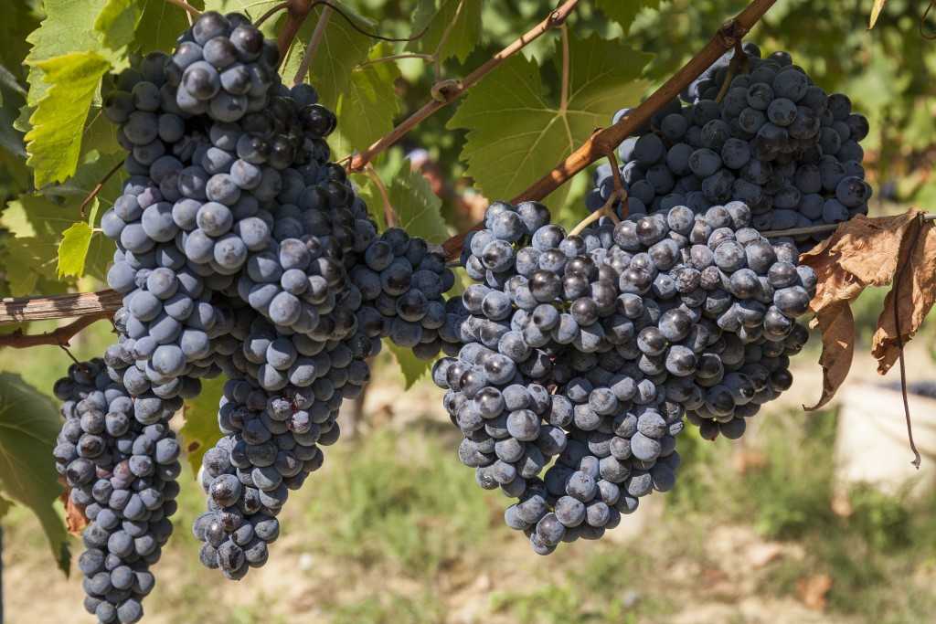 Виноград "загадка шарова": описание сорта, фото, отзывы