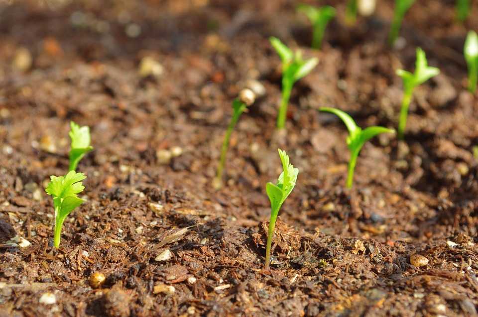 Кориандр: технология выращивания из семян