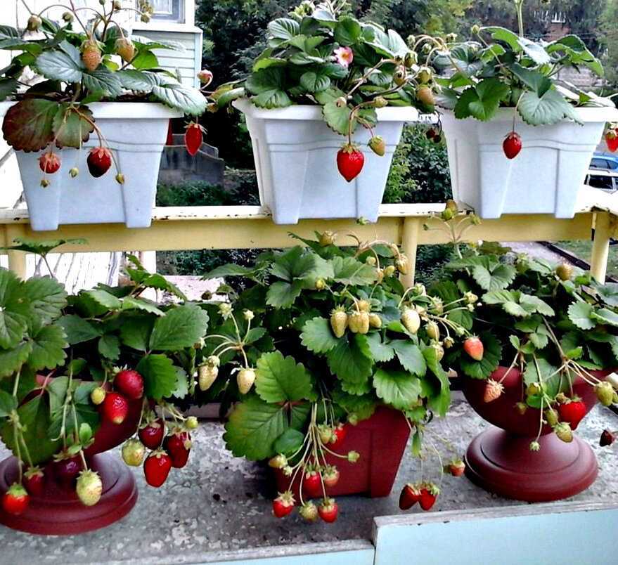 Выращиваем клубнику дома на подоконнике круглый год