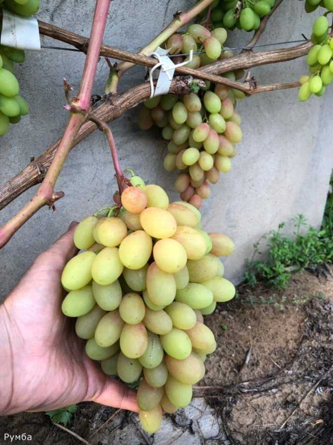 Сверхранний сорт винограда румба: хороший вариант для средней полосы россии