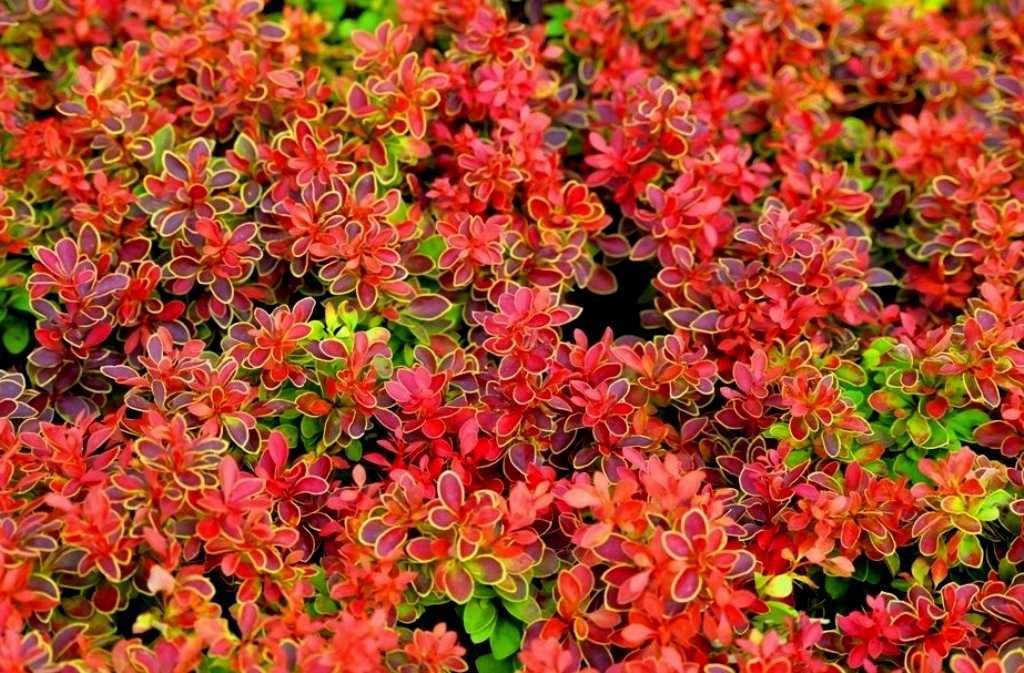 Барбарис адмирейшн – карлик с красными листьями