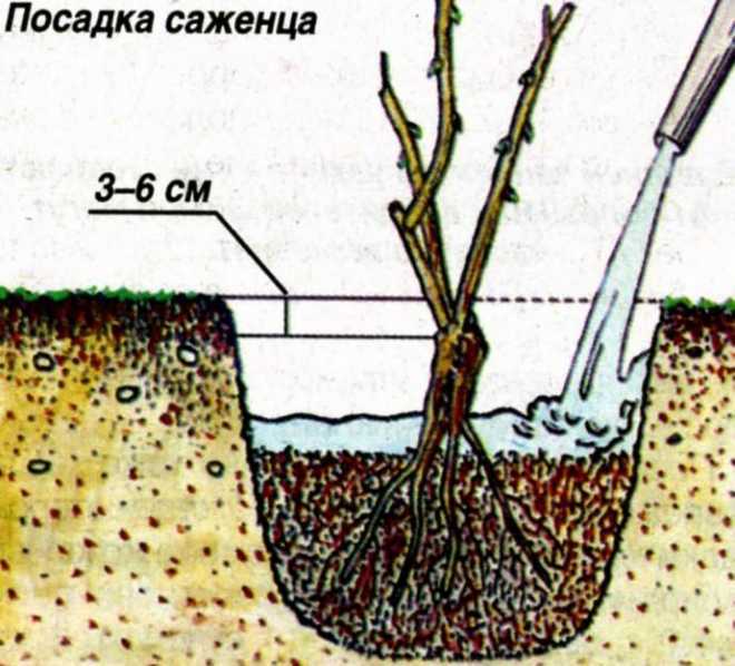 Смородина красная ранняя: всё о сорте, особенности посадки и выращивания