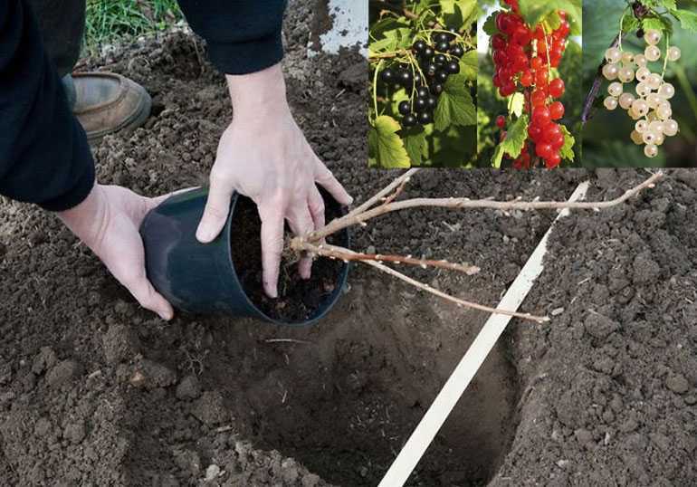 Посадка смородины красной, когда и как это делать, а также где разместить растение на участке