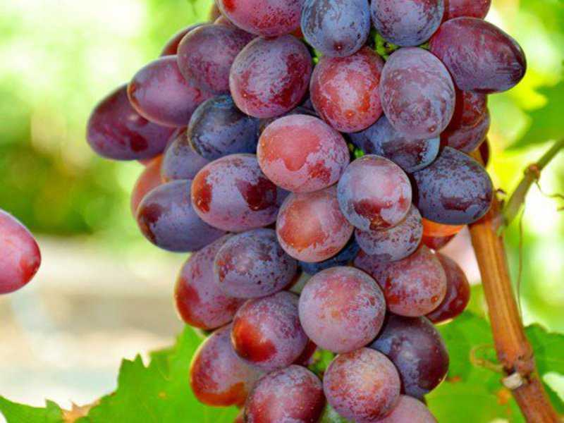 Виноград долгожданный — описание сорта (фото) универсального назначения и высоких вкусовых характеристик