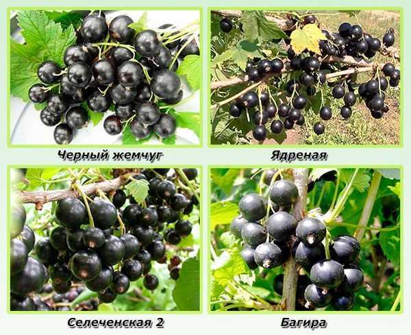 Сорта черной смородины: описание, характеристика, фото - sadovnikam.ru