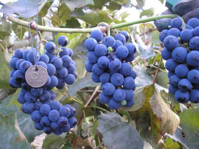 Виноград альфа: описание сорта, все правила выращивания