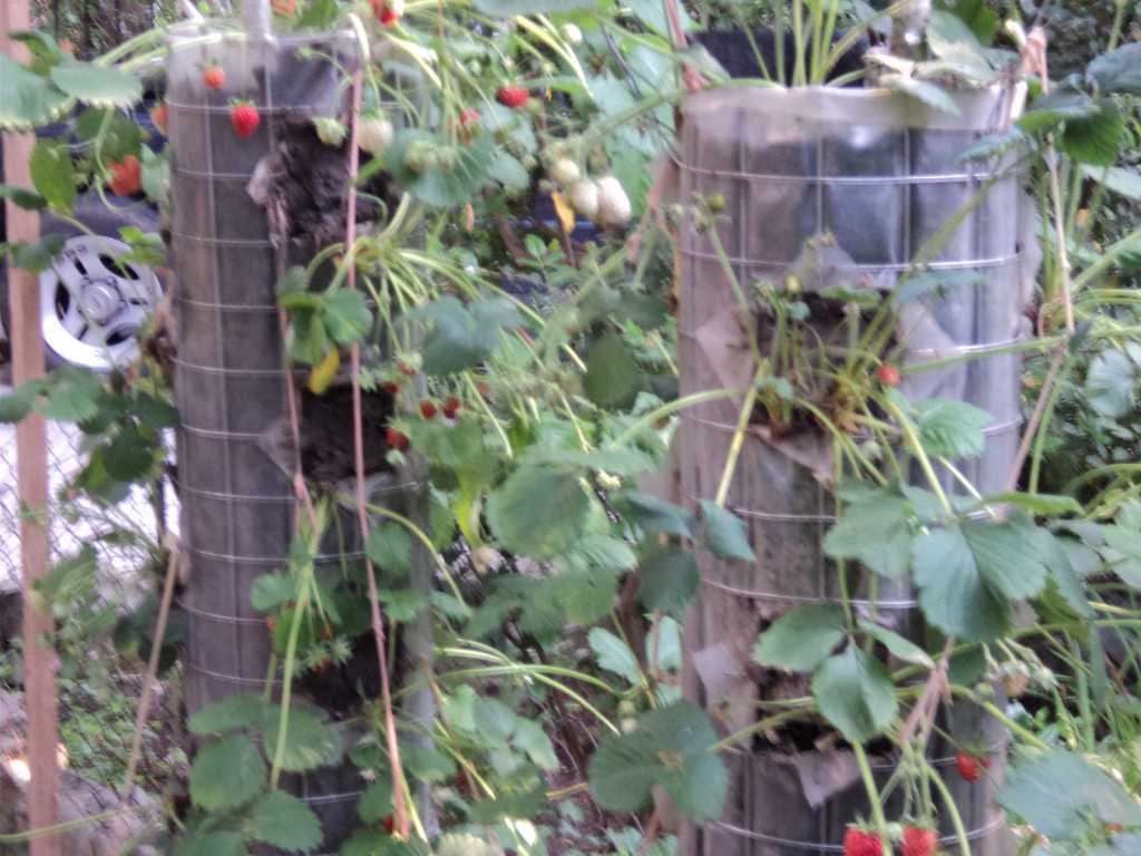Технология фриго — особенности выращивания рассады клубники