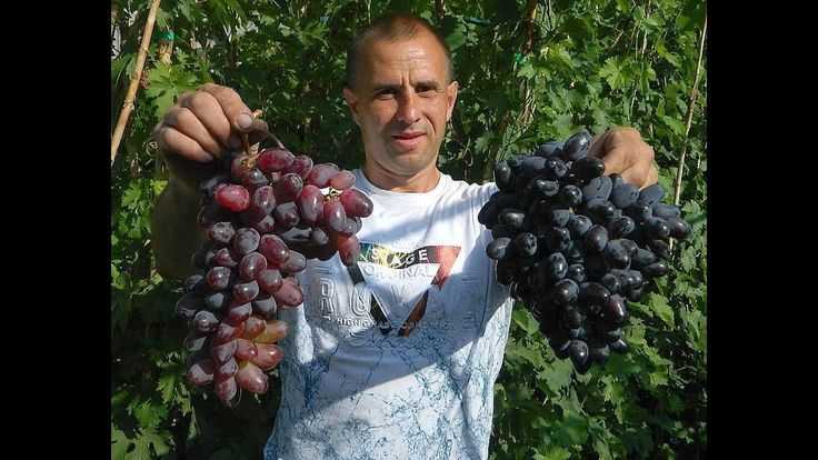 Виноград байконур: описание сорта, оурожайность, фото, отзывы