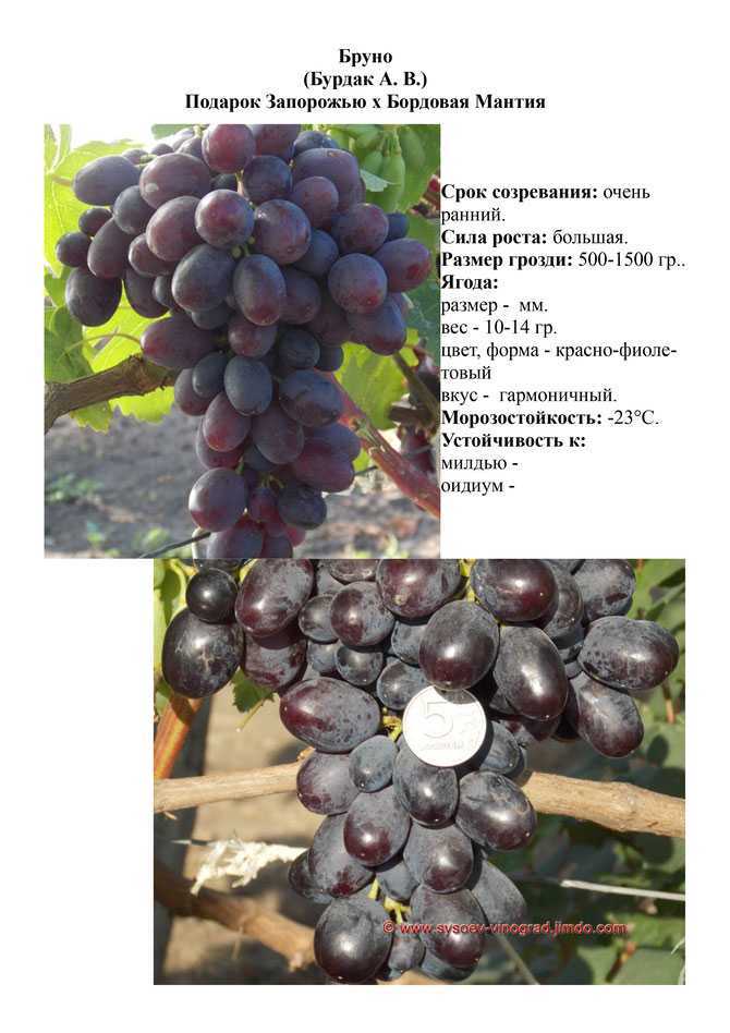 Описание и выращивание винограда сорта фурор, плюсы и минусы и характеристика