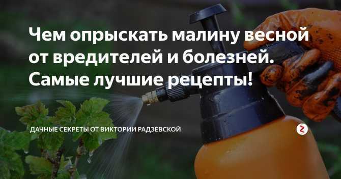 Что нужно сделать весной с малиной, чтобы получить максимальный урожай летом? на supersadovnik.ru