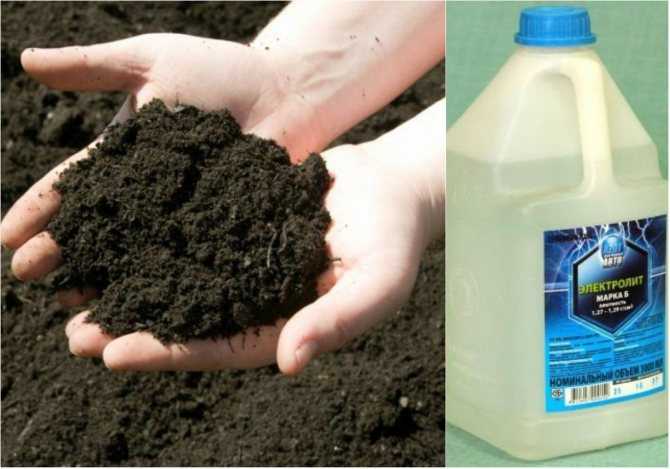 Как и чем подкислить почву в домашних условиях? как подкислить почву уксусом, лимонной кислотой, серой, органическими веществами?