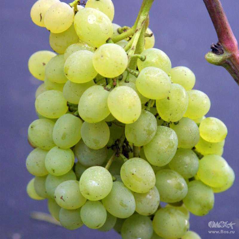 Стойкий к болезням виноград с большим генетическим потенциалом — сорт русбол