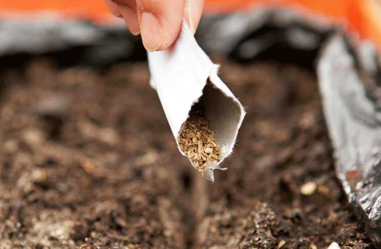 Как правильно вырастить душицу (орегано) из семян — полезные советы по уходу и посадке
