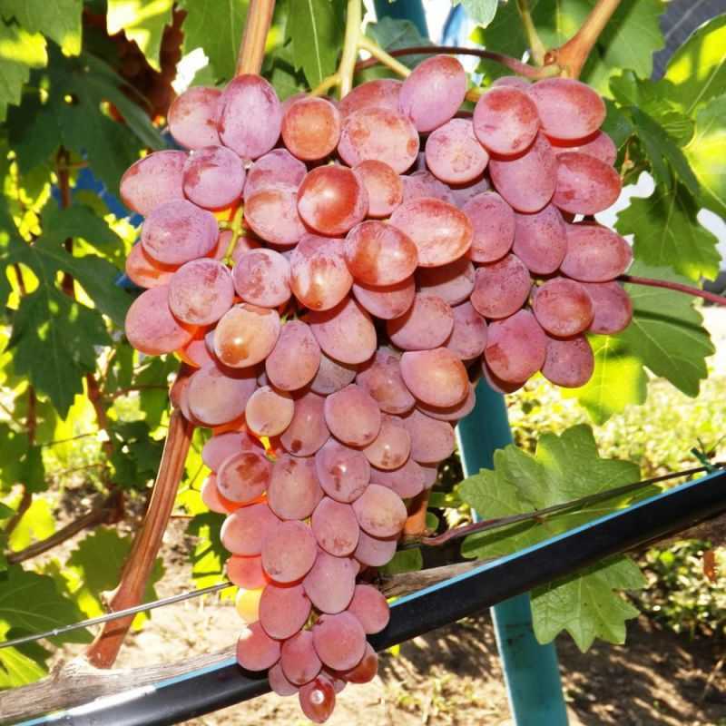 Виноград румба: описание сорта