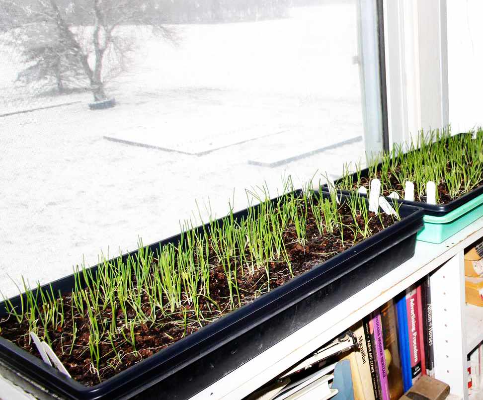 Выращивание зелени на подоконнике зимой - лук, петрушка, укроп, салат
