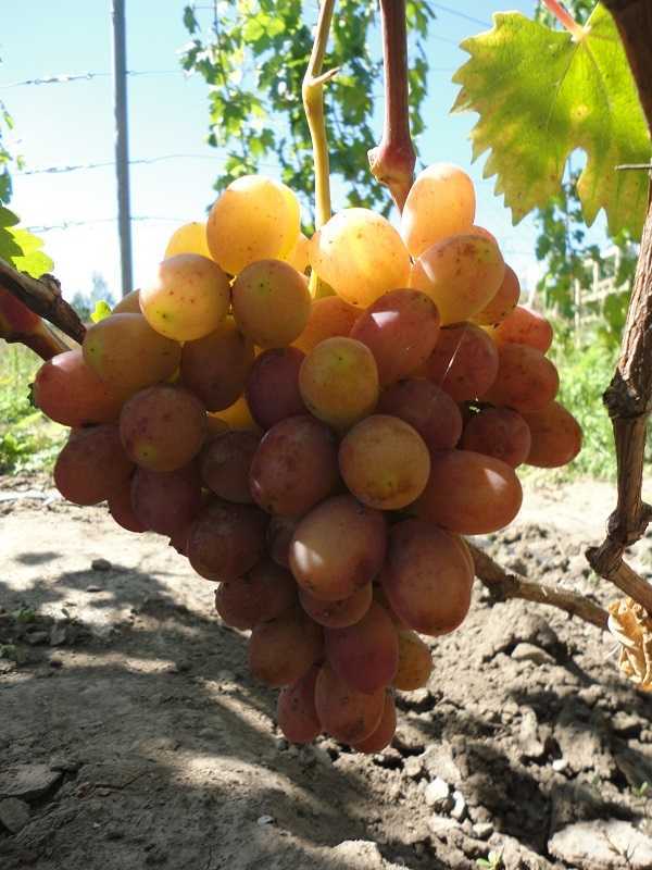 Сорт винограда гурман ранний, описание сорта с характеристикой и отзывами, а также особенности посадки и выращивания