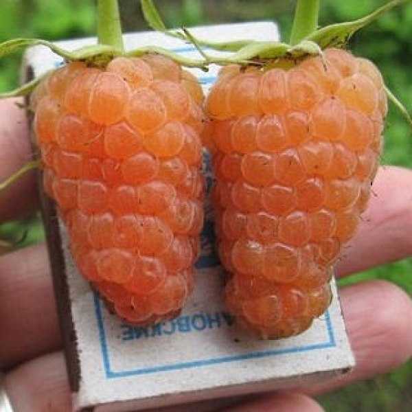 Ремонтантная малина сорта оранжевое чудо — отрада для вашего сада