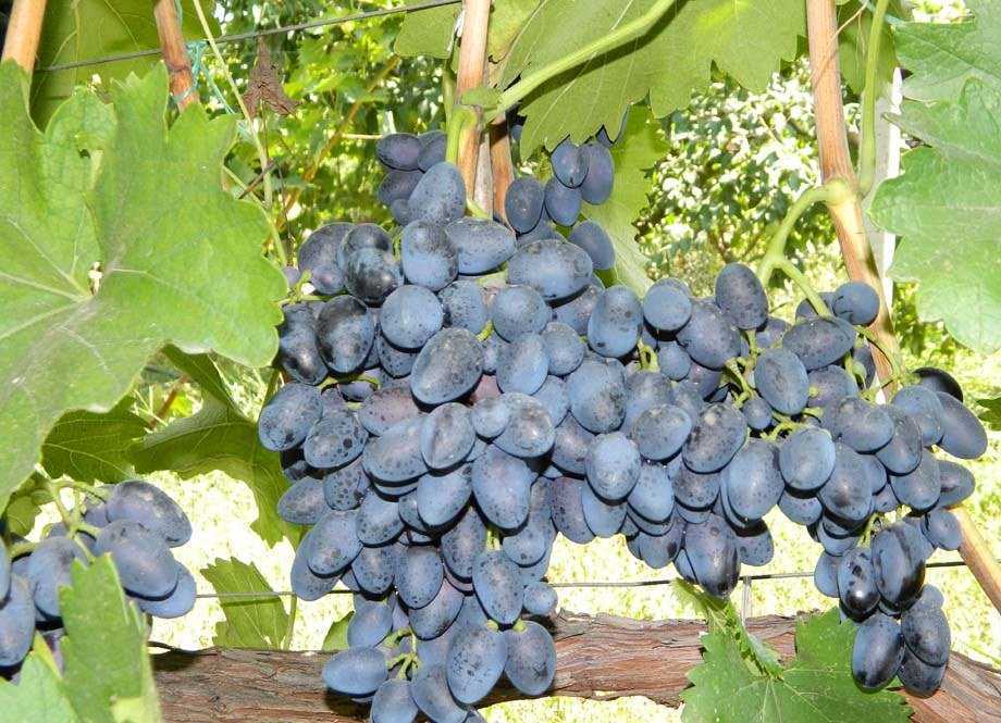 Виноград надежда азос: описание сорта, правила выращивания и советы по уходу