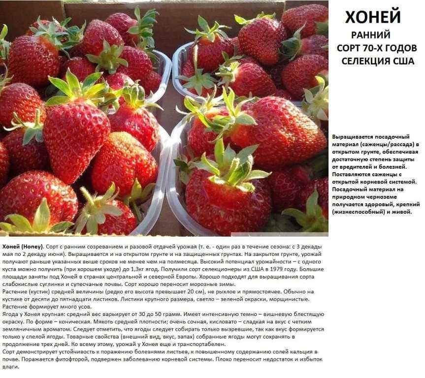 Лучшие сорта клубники для выращивания в средней полосы россии с описанием, характеристикой и отзывами