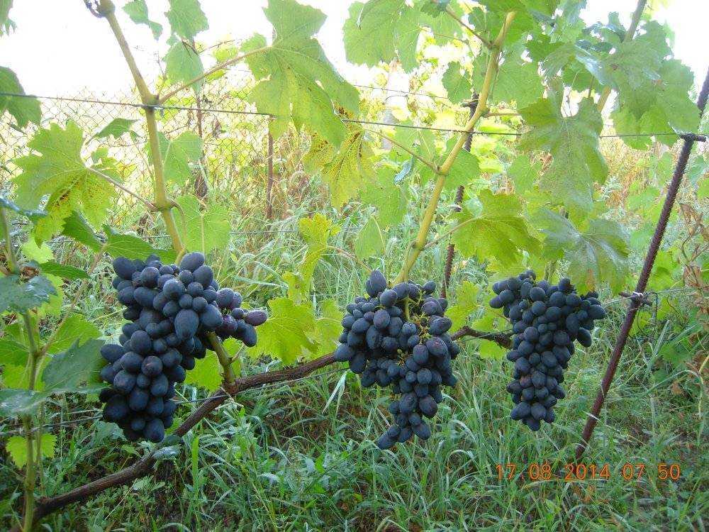 Виноград среднего срока созревания лидия. рекомендации по высадке и уходу
