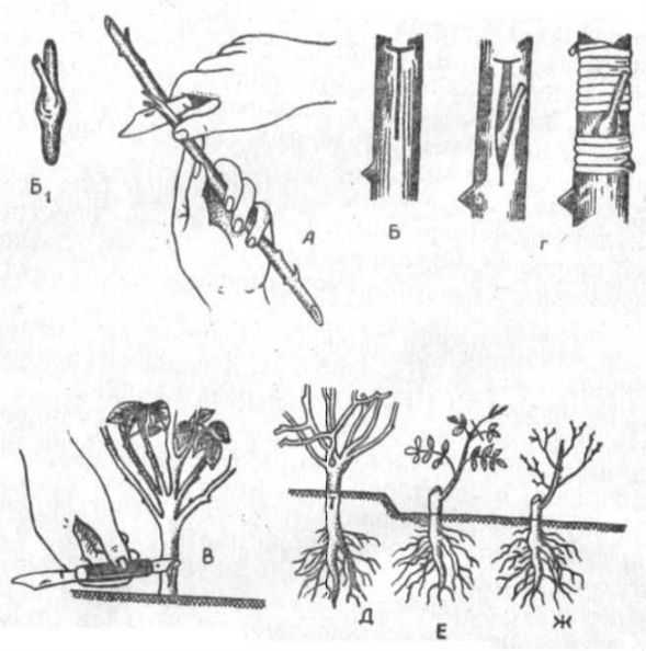 Краснолистная виргинская черёмуха: описание, посадка и уход, полезные свойства