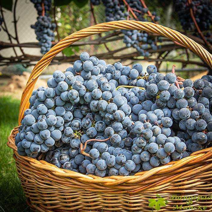 Сорт винограда «зилга»: описание, фото, селекция, особенности посадки и ухода