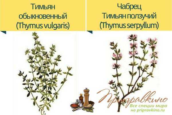 Тимьян и чабрец — в чем разница: разные травы или одно растение с разными названиями