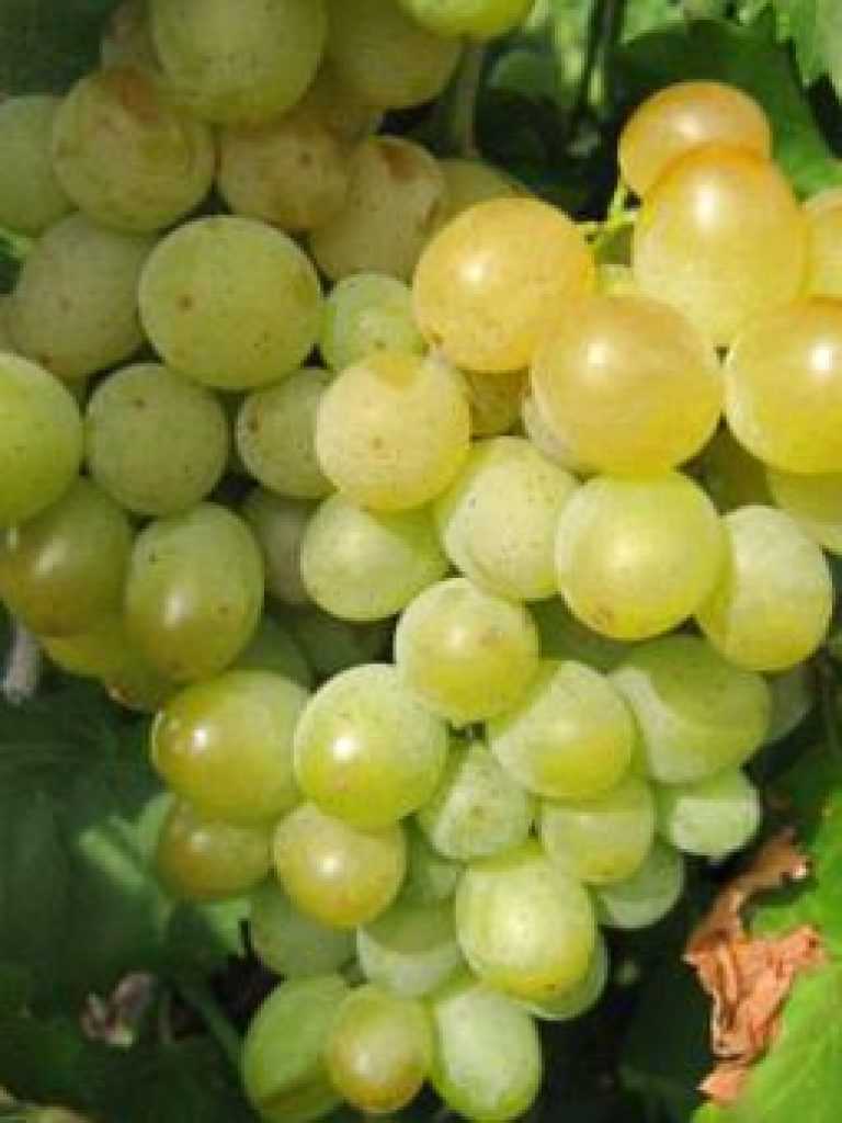 Виноград русбол — описание и особенности ухода, фото и отзывы садоводов