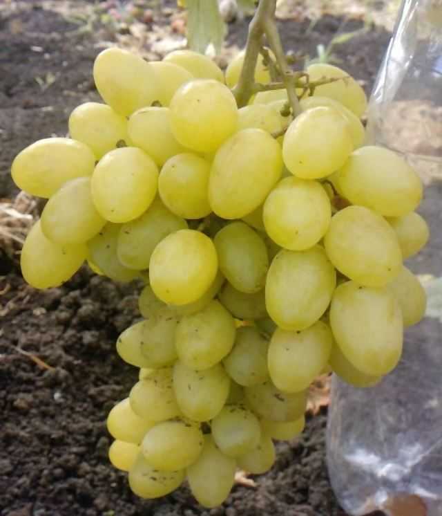 Виноград Валек: описание сорта, фото, отзывы виноградарей.