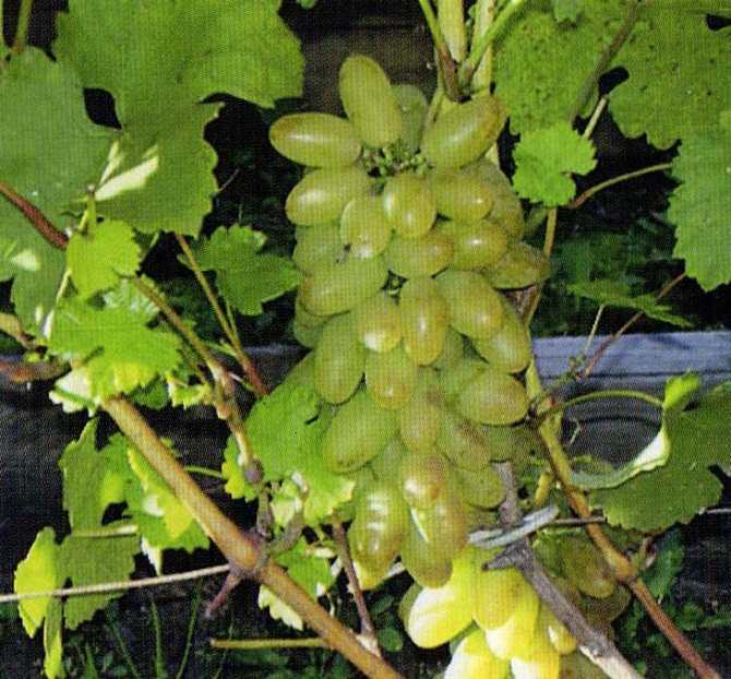 Виноград элегант: описание сорта, характеристики, особенности выращивания. как сажать виноград весной